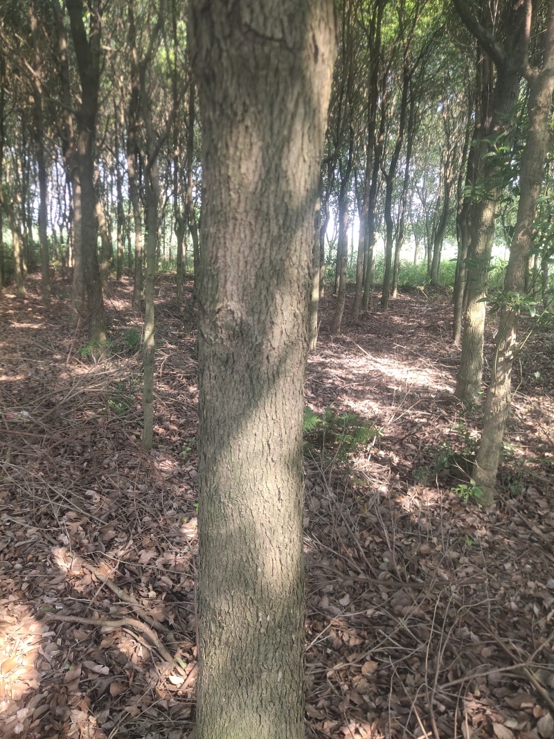 香樟树