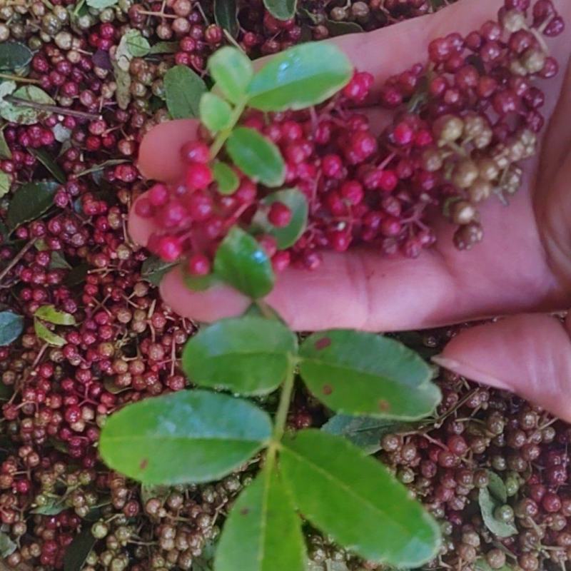 农村自己种的花椒***，大红袍花椒