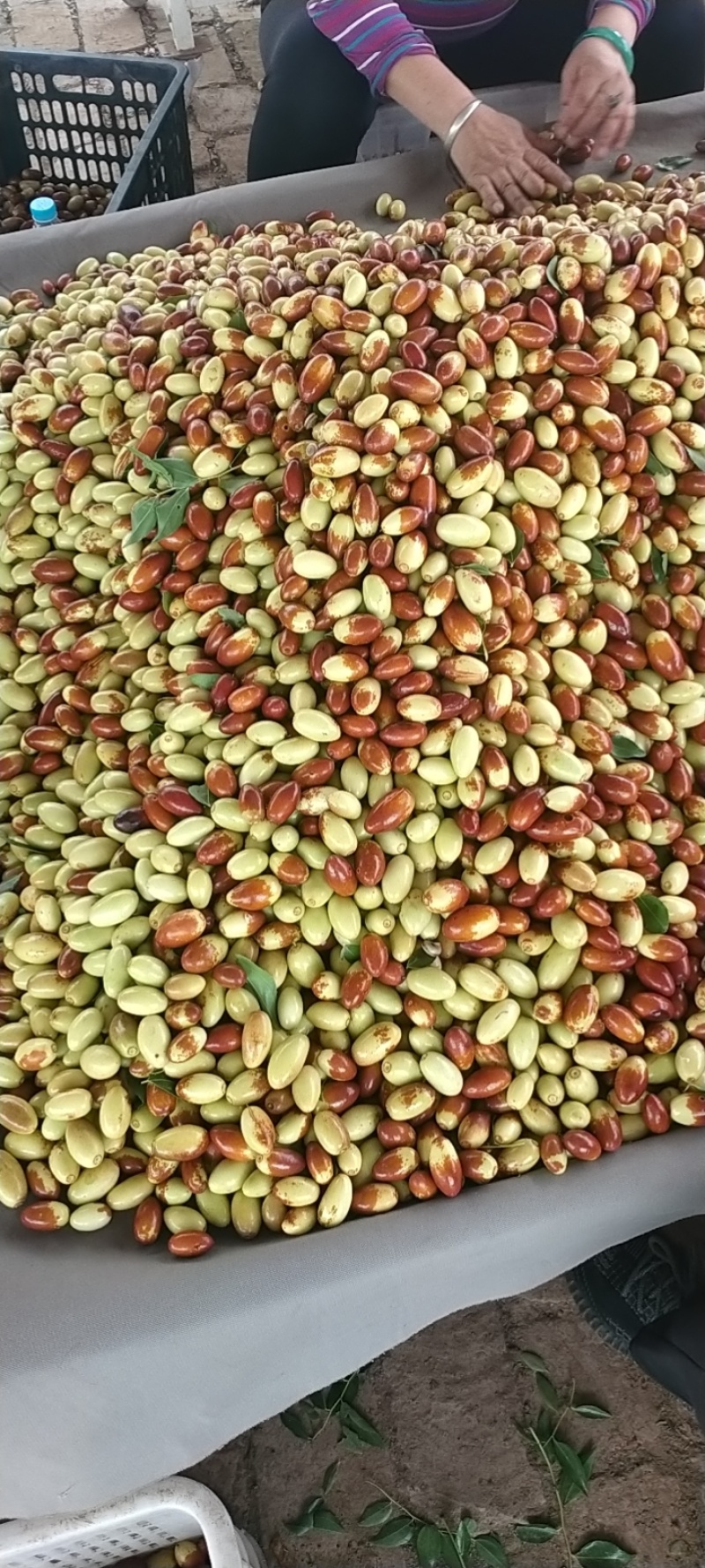 马牙枣大量上市，口感脆甜汁水充足，望广大客户前来致电洽谈