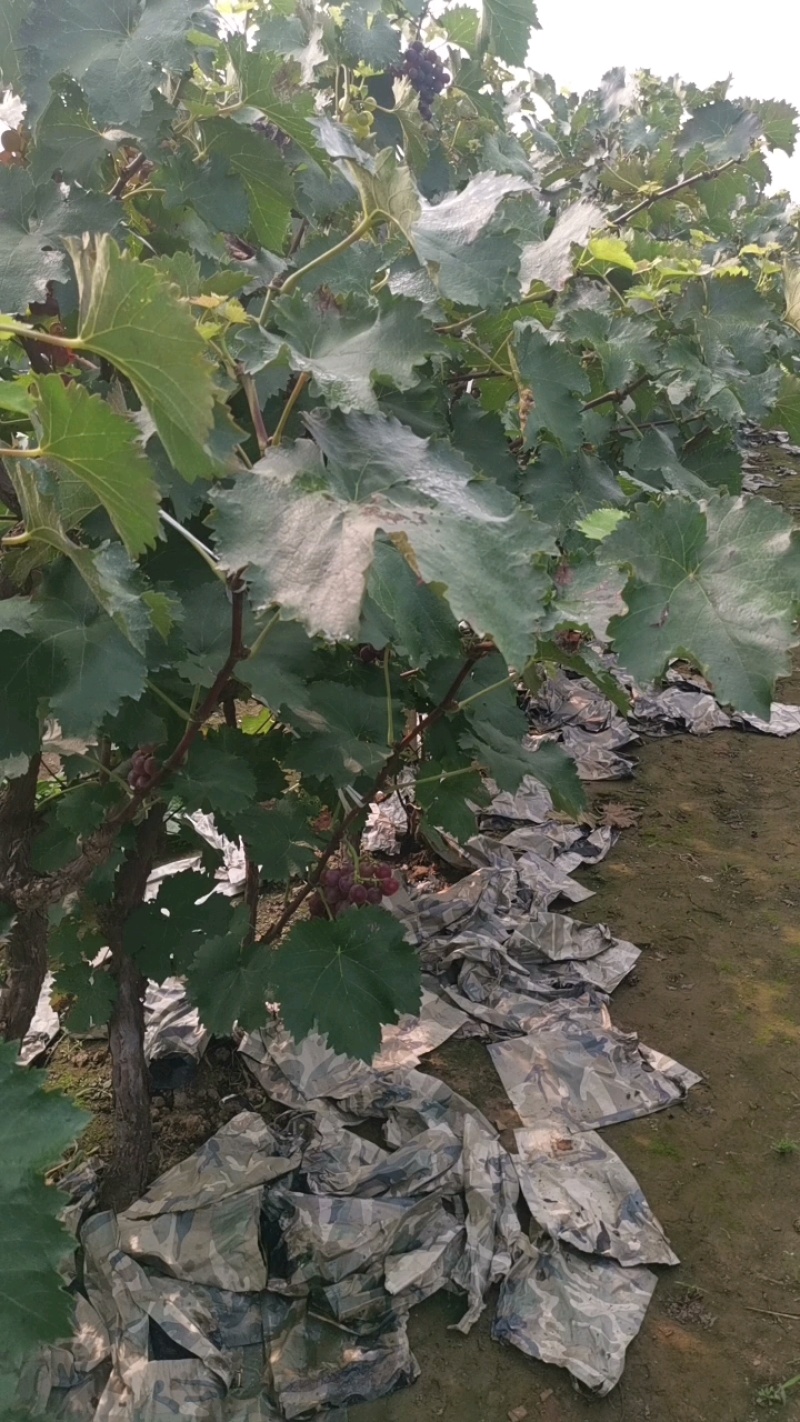保定满城各种早熟葡萄大量上市了，口感好，价格低！！！！！