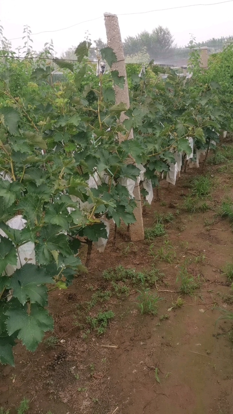 保定满城各种早熟葡萄大量上市了，口感好，价格低！！！！！