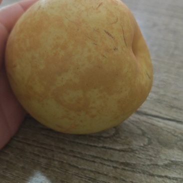 上海的翠冠梨