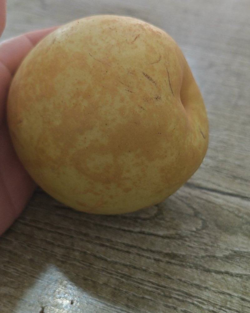 上海的翠冠梨