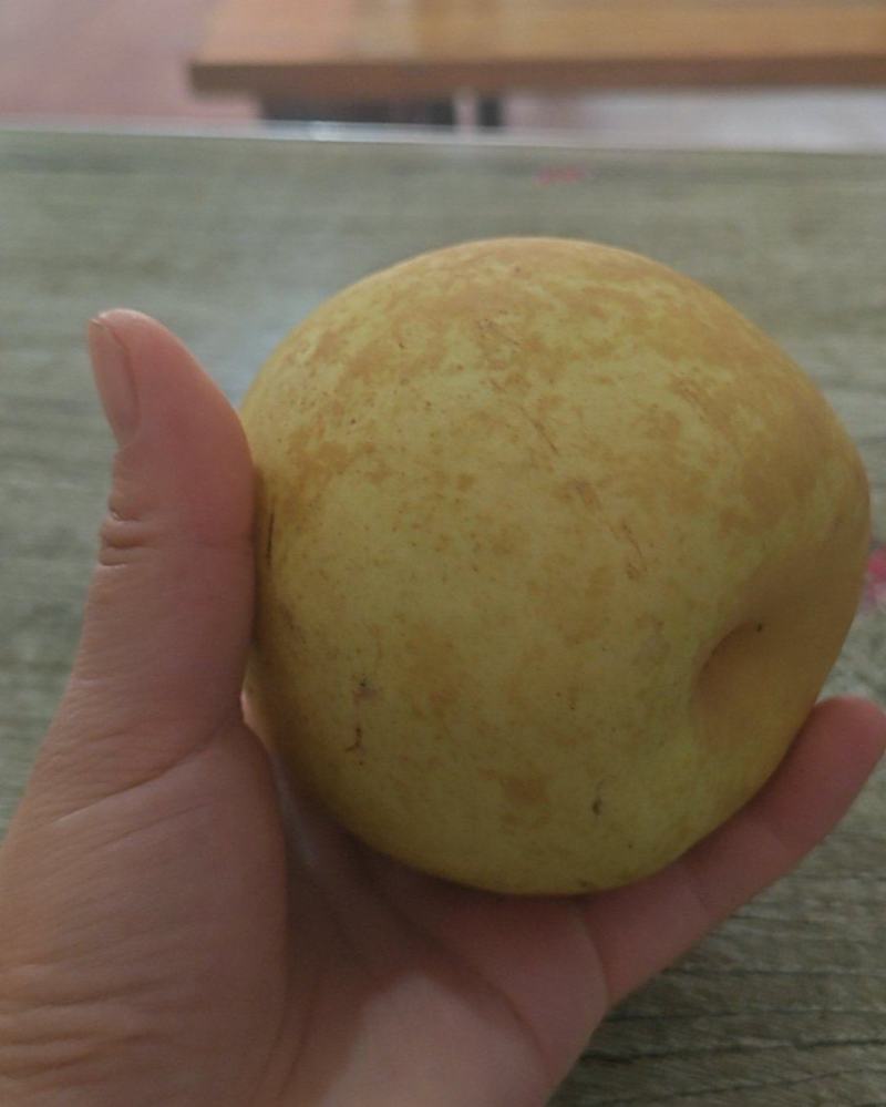 上海的翠冠梨