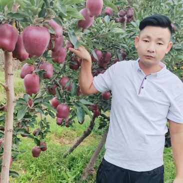 甘肃天水花牛苹果已经进入上色期间