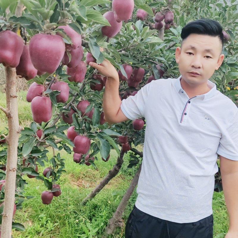 甘肃天水花牛苹果已经进入上色期间