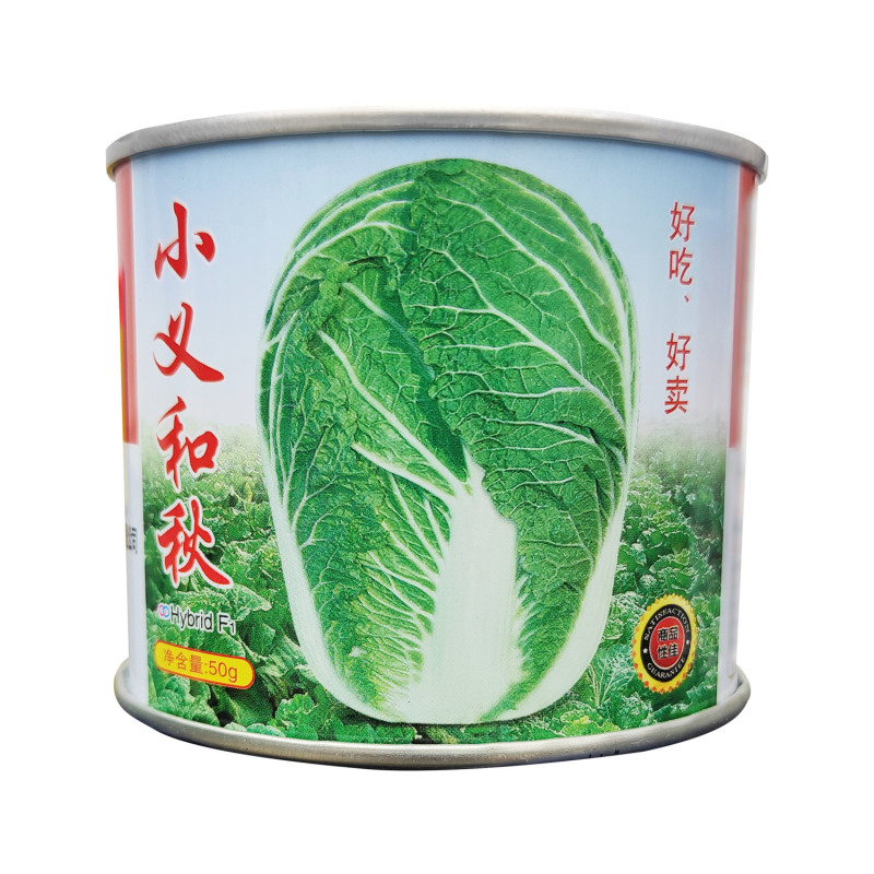 义和秋大白菜种子短筒型抗病高产小义和秋大白菜种子