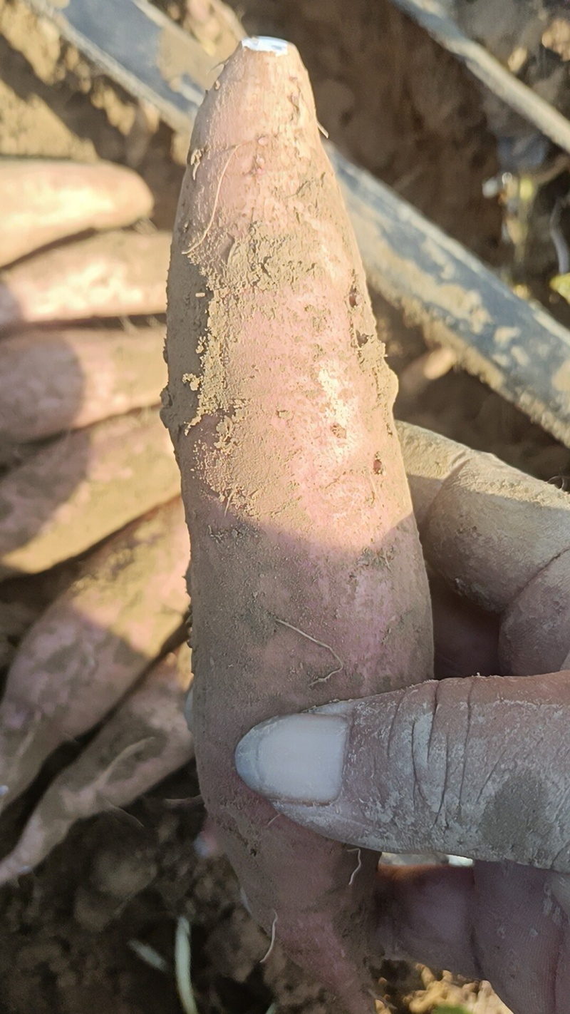 西瓜红，烟薯哈密板栗大量上市，原产地产地直销全国各地发
