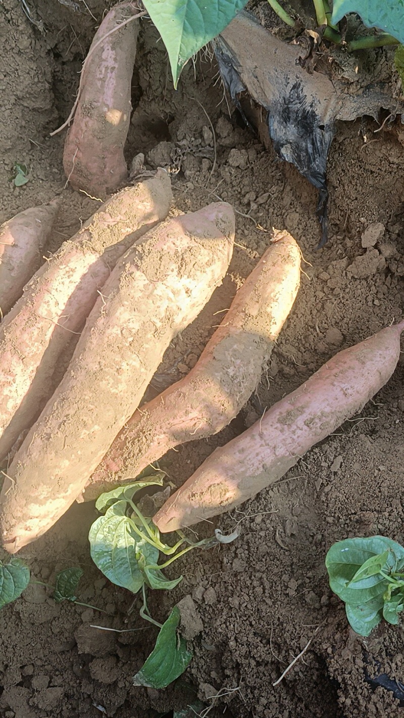 西瓜红，烟薯哈密板栗大量上市，原产地产地直销全国各地发