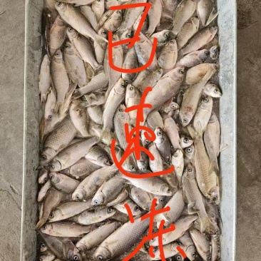冻板小鲫鱼，5到八公分
