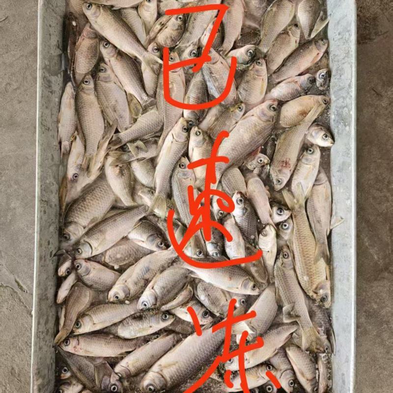 冻板小鲫鱼，5到八公分