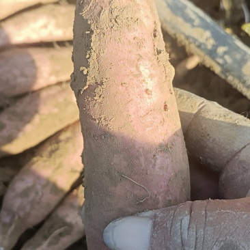 哈密红薯各种品种都有，我们这里都是沙土地红薯原产地产的