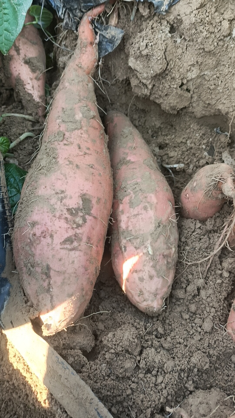 哈密红薯各种品种都有，我们这里都是沙土地红薯原产地产的