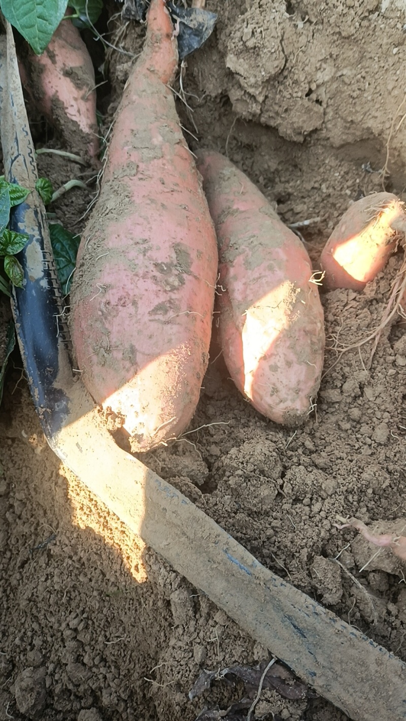 哈密红薯各种品种都有，我们这里都是沙土地红薯原产地产的