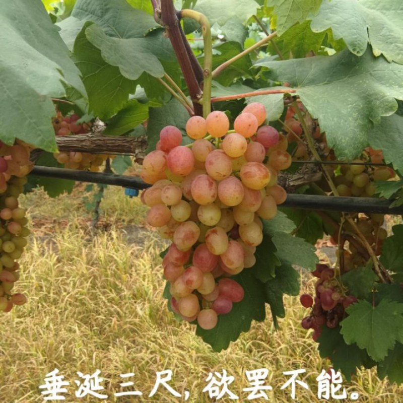 葡萄