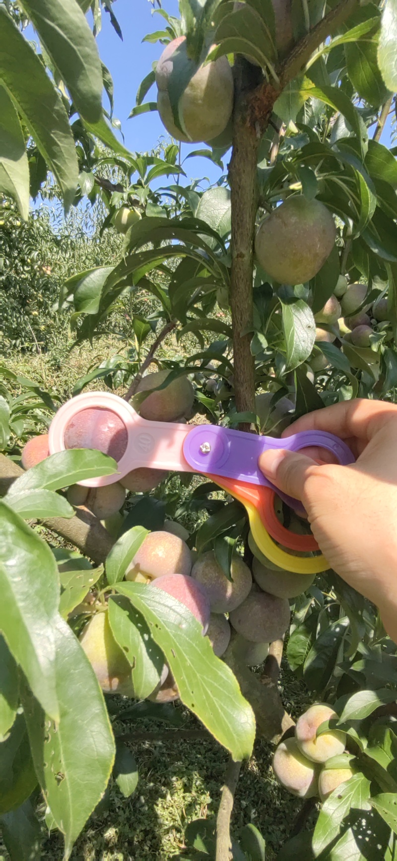 半边红熟了哦，欢迎咨询采购，主体个头456钱，