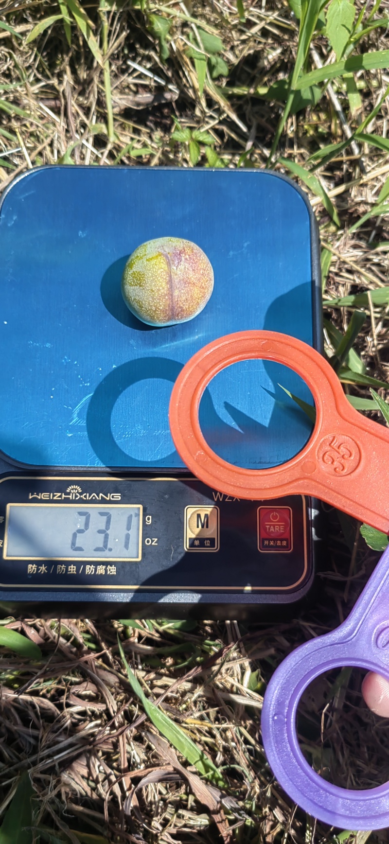 半边红熟了哦，欢迎咨询采购，主体个头456钱，