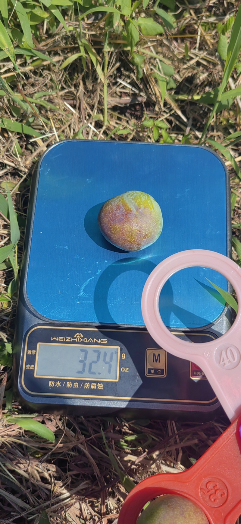 半边红熟了哦，欢迎咨询采购，主体个头456钱，