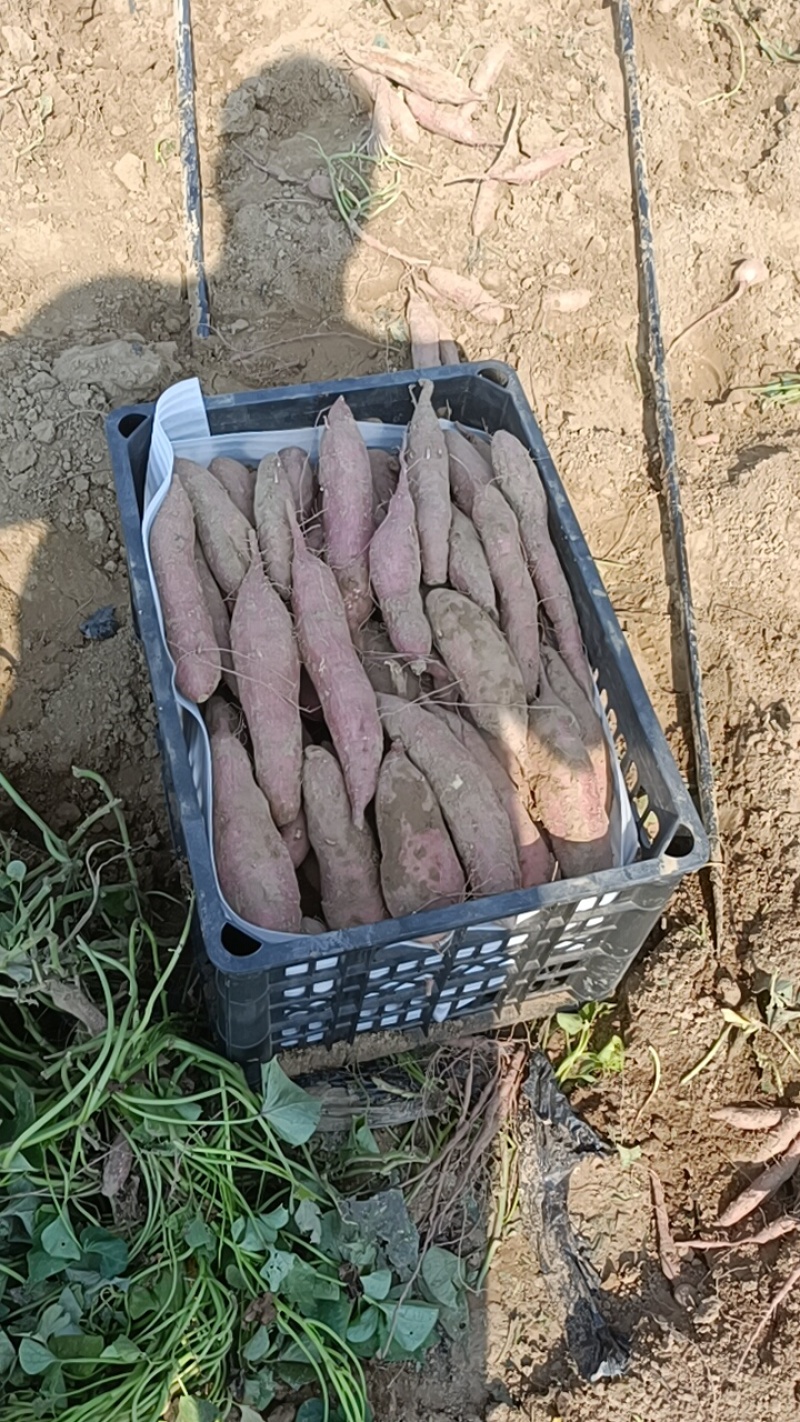 板栗红薯各种品种都有大量上市原产地货产地直销全国各地发