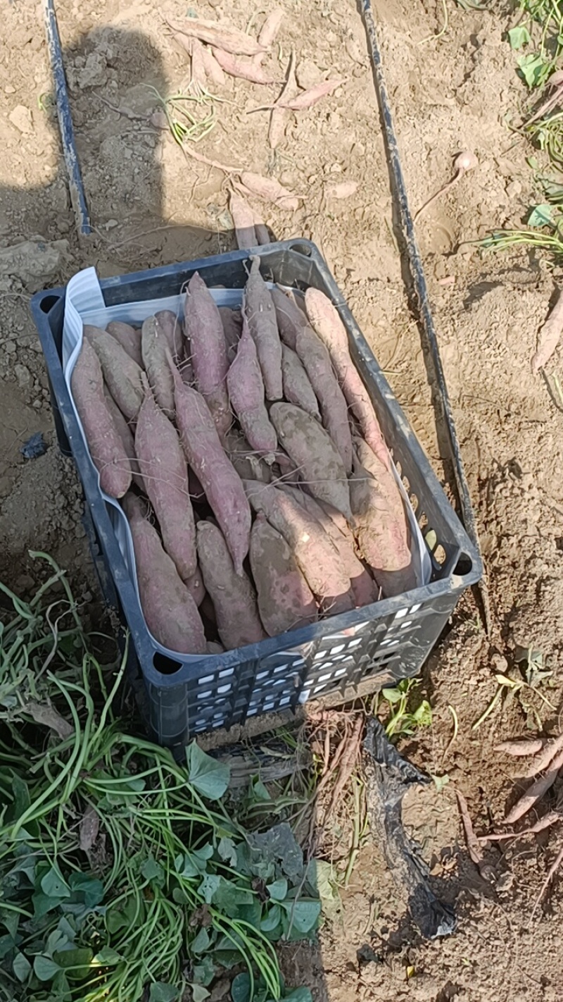 板栗红薯各种品种都有大量上市原产地货产地直销全国各地发