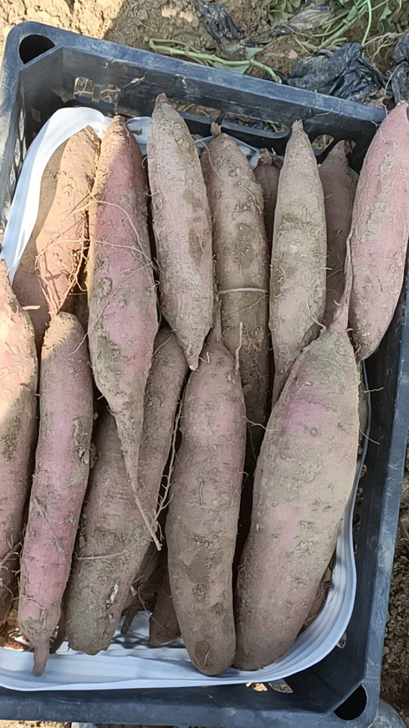 板栗红薯各种品种都有大量上市原产地货产地直销全国各地发