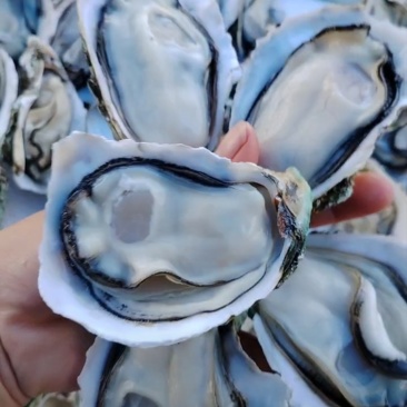 湛江白蚝