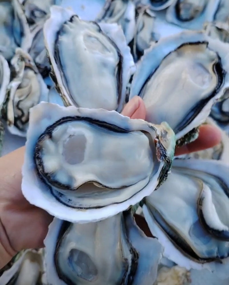 湛江白蚝