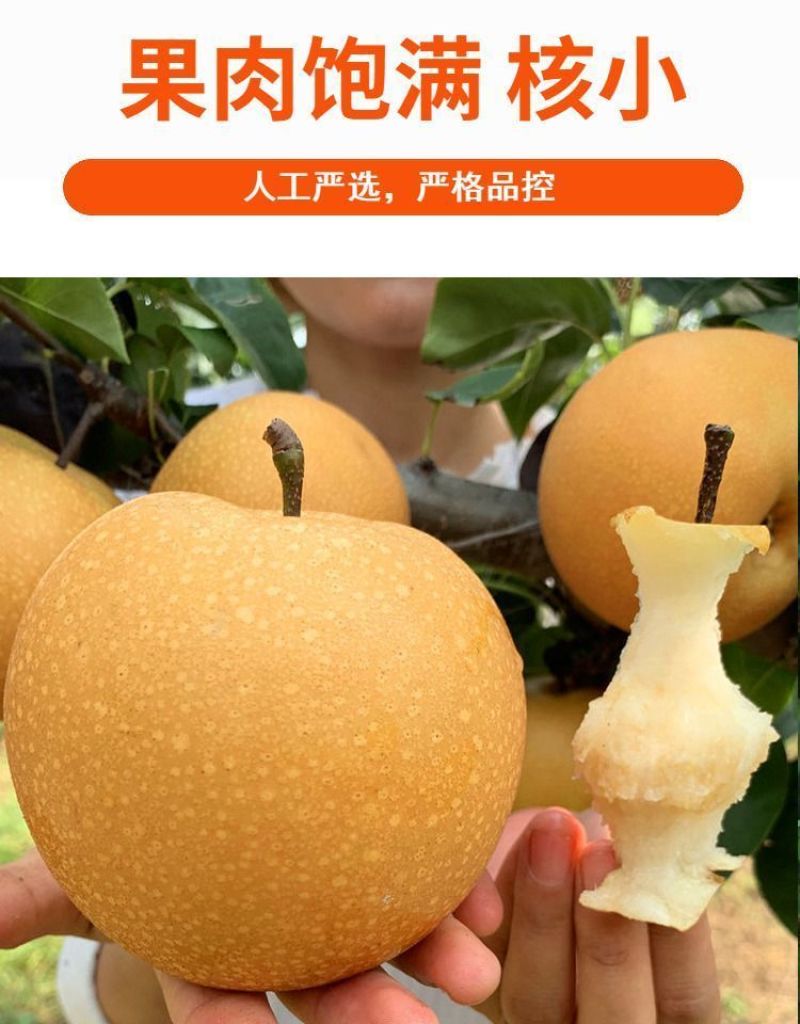 博望镇正宗圆黄梨批发，电商**一件代发