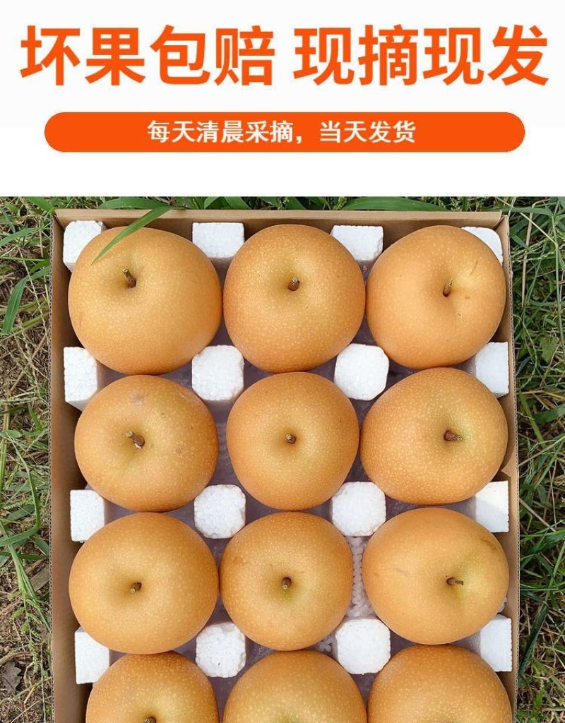 博望镇正宗圆黄梨批发，电商**一件代发
