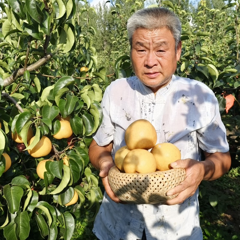 博望镇正宗圆黄梨批发，电商**一件代发