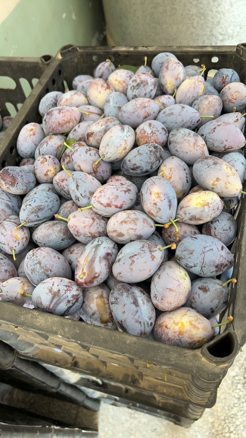 蓝蜜西梅，大优沙，产地实销，价格公道