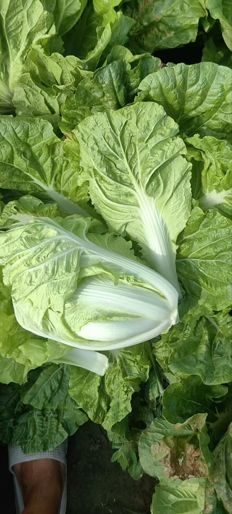 白菜产地直采50白菜大白菜量大装车快