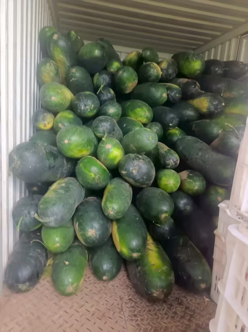 【好货推荐】精品黑皮冬瓜产地直发品质优口感佳