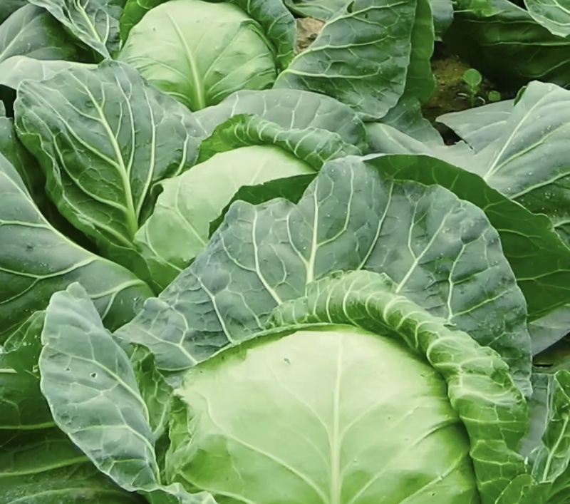 包菜