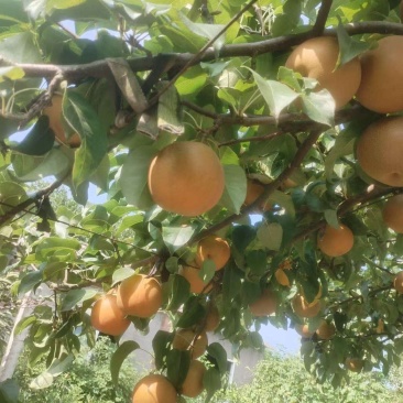 翠冠梨圆黄梨新鲜汁甜