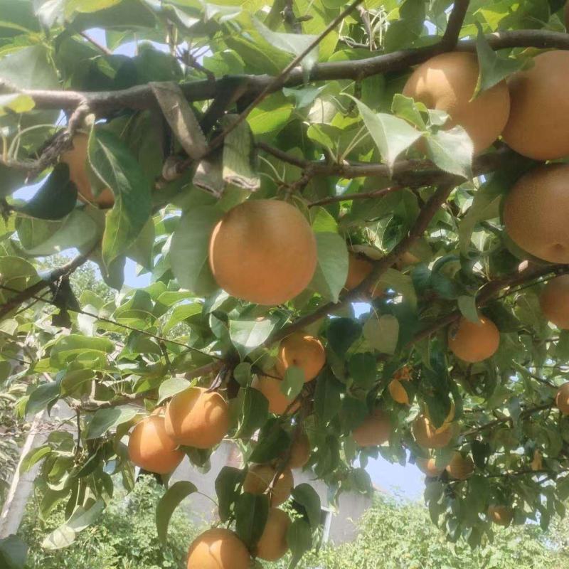 翠冠梨圆黄梨新鲜汁甜