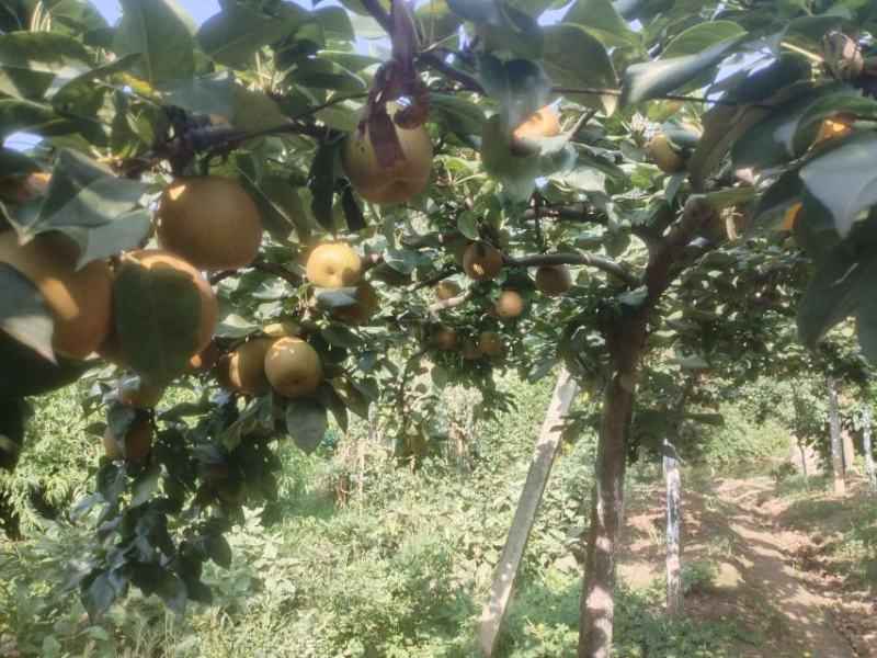翠冠梨圆黄梨新鲜汁甜