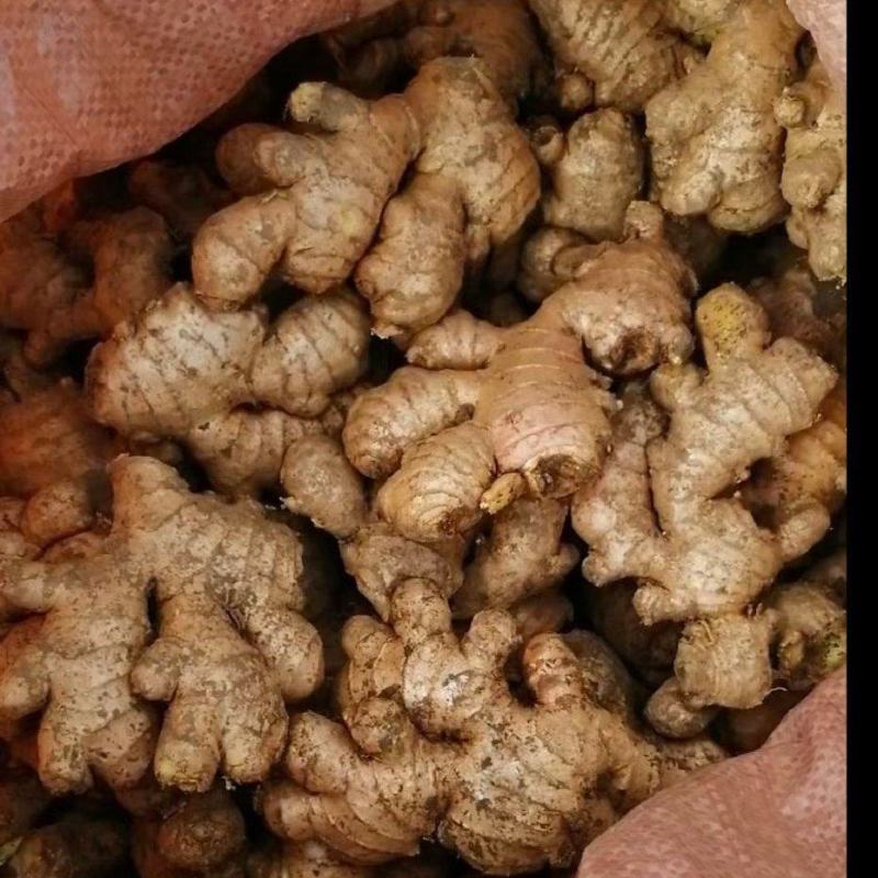 贵州姜母开始接单可帮水洗6毛一斤