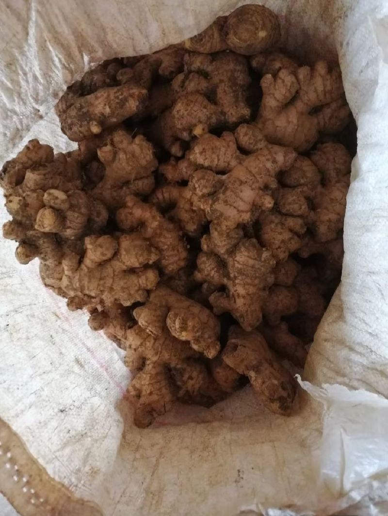 贵州姜母开始接单可帮水洗6毛一斤