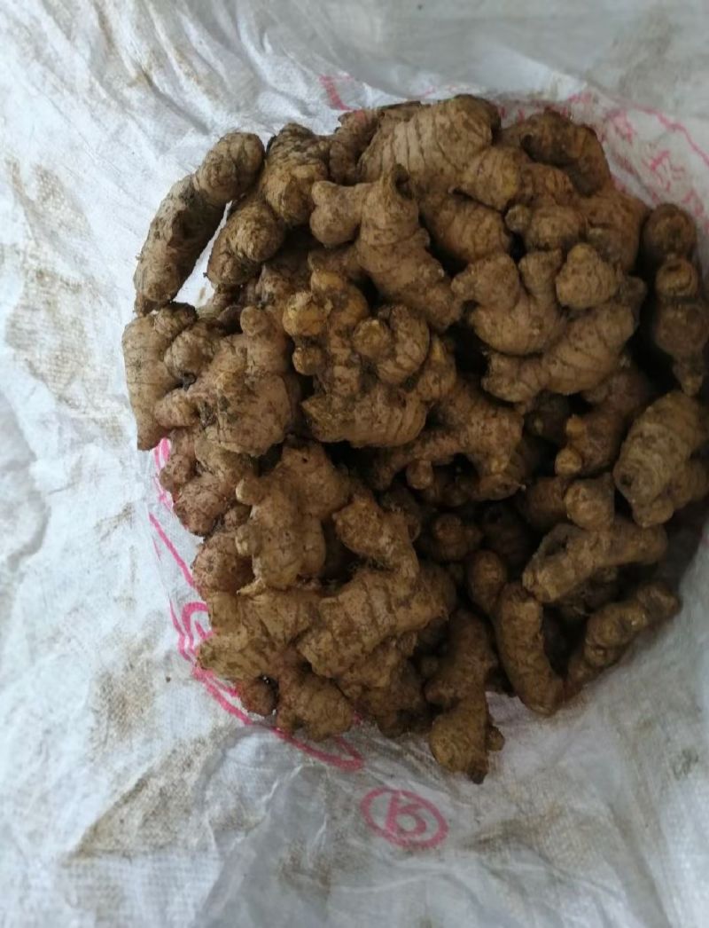 贵州姜母开始接单可帮水洗6毛一斤