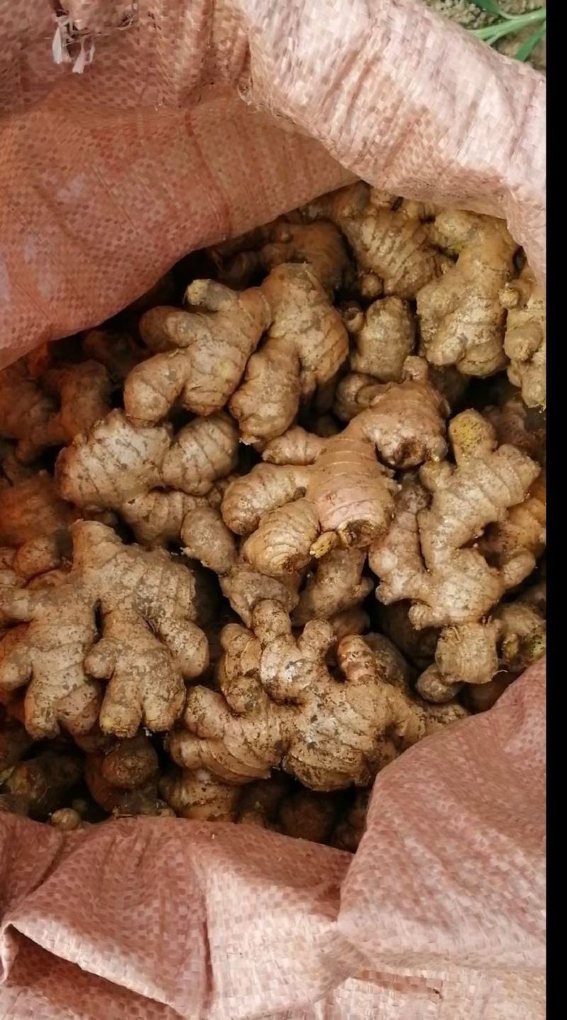 贵州姜母开始接单可帮水洗6毛一斤