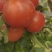 贵州硬粉西红柿，口感好，可以当水果吃的。