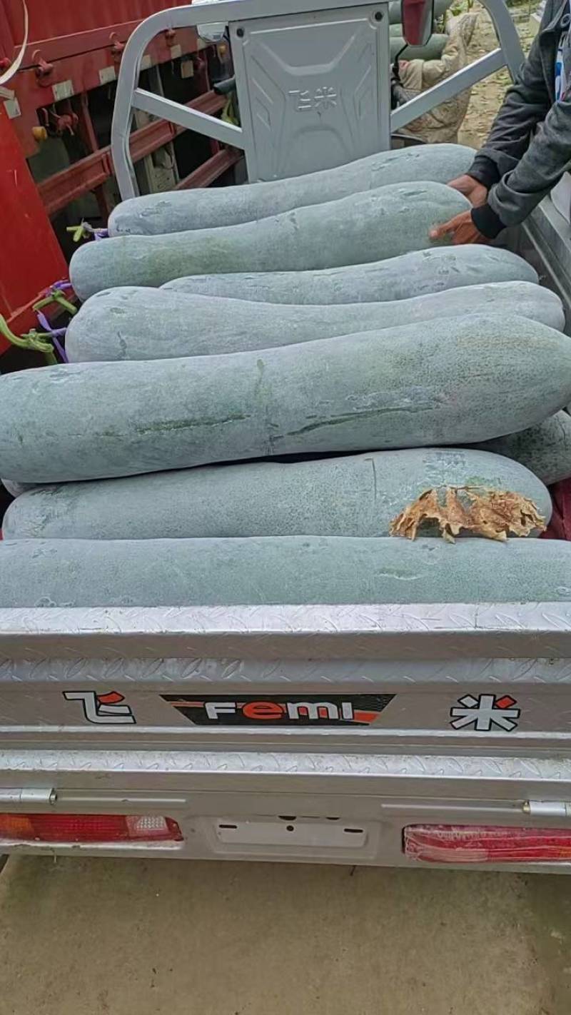白皮冬瓜，质量好，口感好，欢迎选购