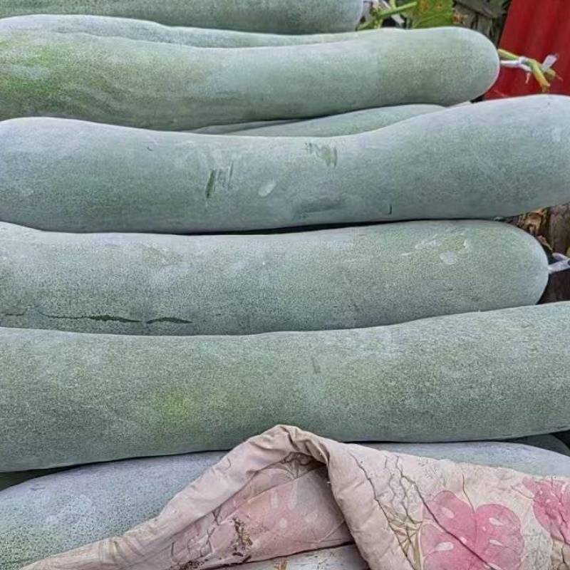 白皮冬瓜，质量好，口感好，欢迎选购