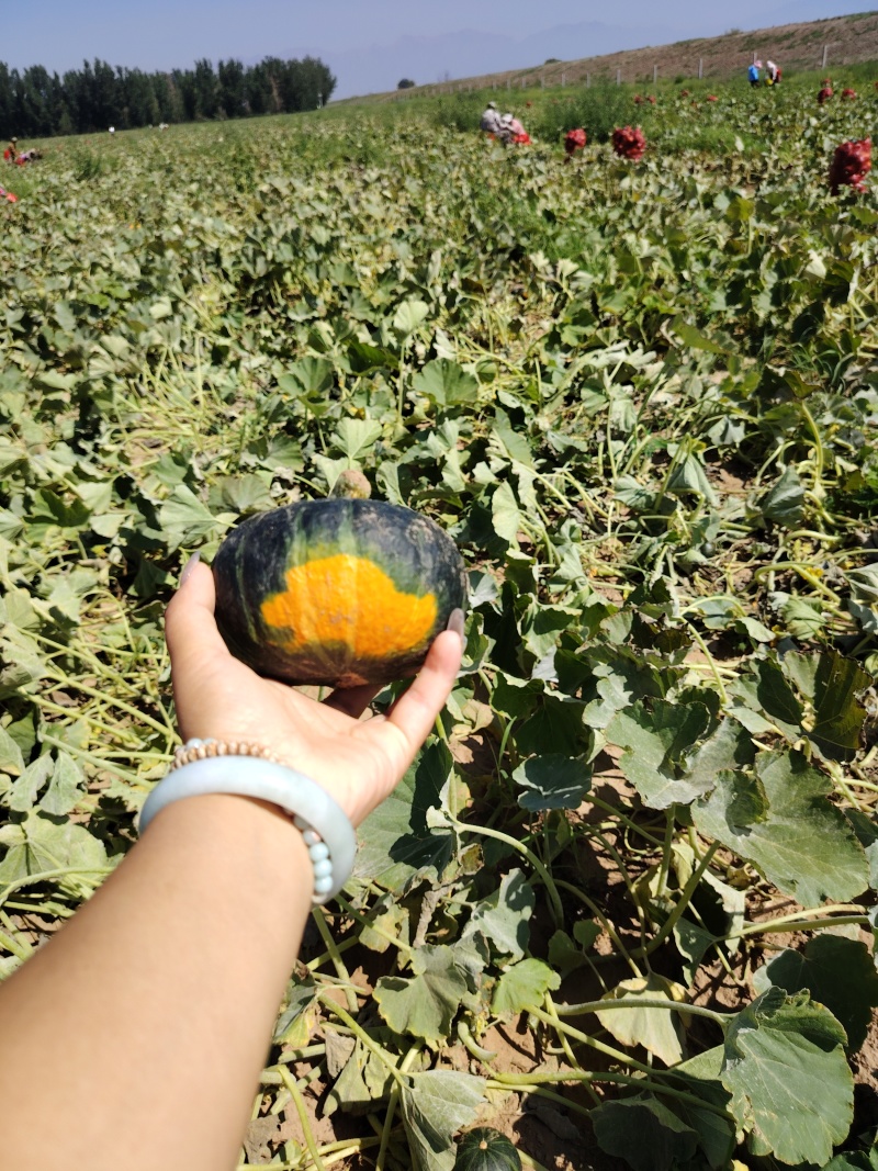精品南瓜贝贝南瓜大量有货，产地直发，价格美丽