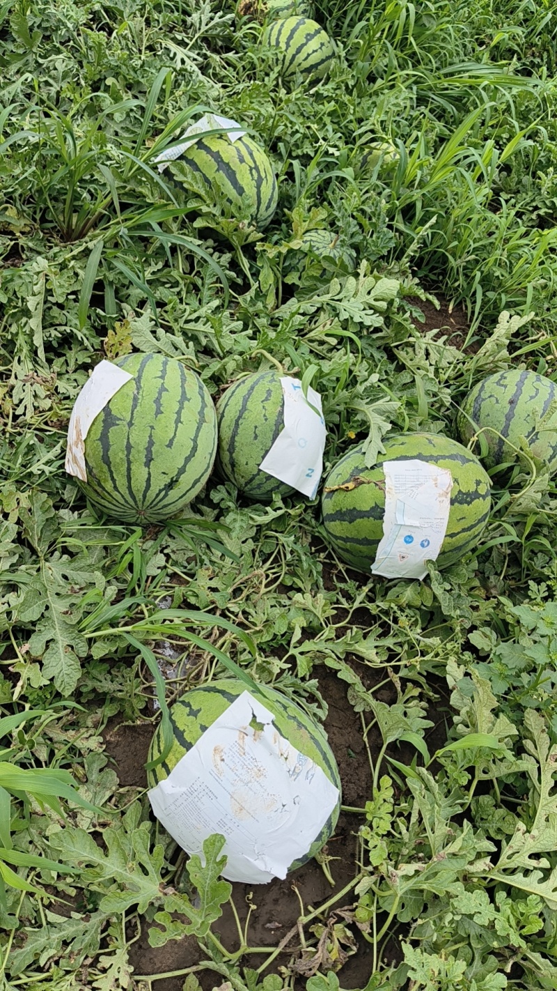 地雷瓜（精品庆红999）产地直发，保糖12以上干瓤