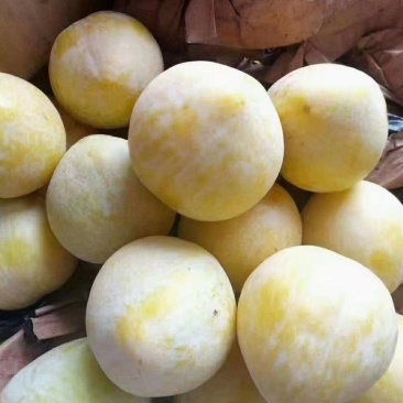 文明黄金李