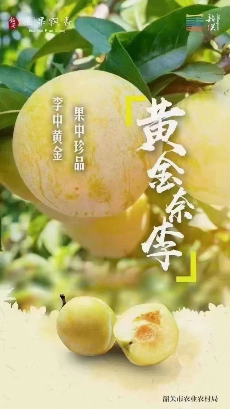 文明黄金李