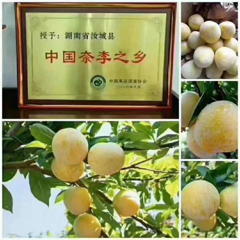 文明黄金李