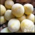 文明黄金李